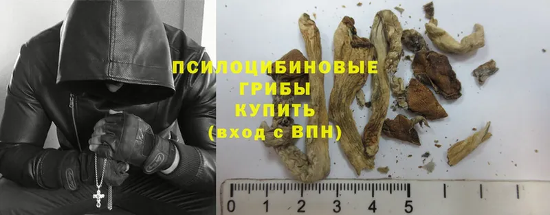 Псилоцибиновые грибы Psilocybe  Багратионовск 